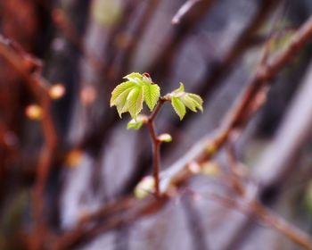 Close-up of flowering plant