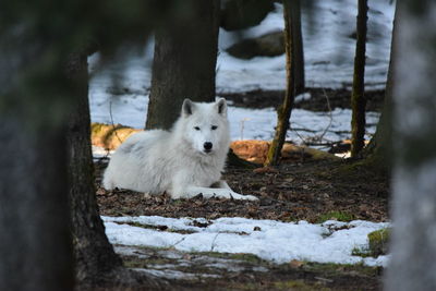 Portrait of white sheep in snow