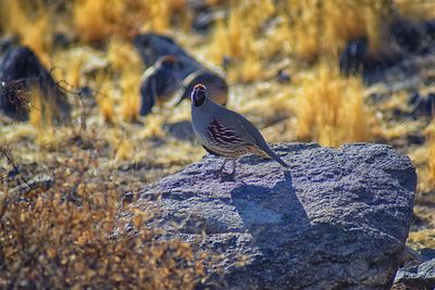 Close-up of bird perching on rock