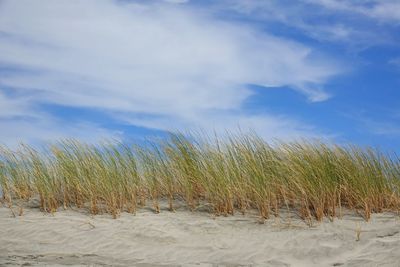 Marram grass growing on dune against sky