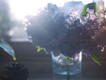 Close-up of white flowering plant in vase