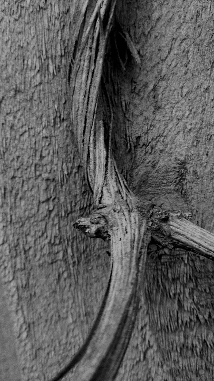 textured, close-up, rough, tree trunk, part of, wood - material, day, wood, natural pattern, wildlife, backgrounds, one animal, outdoors, full frame, no people, weathered, nature, detail, bark, wall - building feature