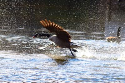 View of birds in water