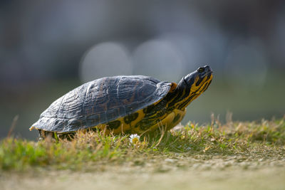 Close-up of tortoise on grass