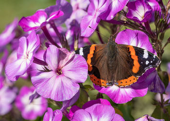 Red admiral, vanessa atalanta, on garden phlox