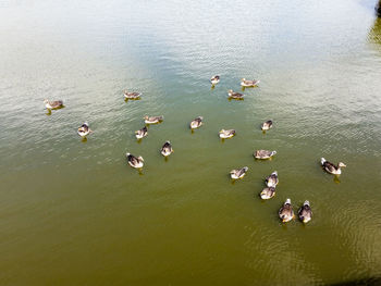 High angle view of ducks swimming in lake