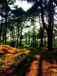 View of trees in forest