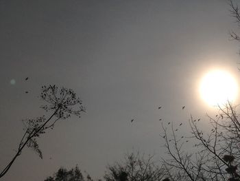 Low angle view of bare trees against sky at sunset