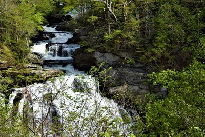 Scenic view of waterfall in forest