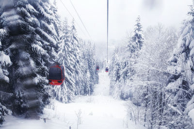 Snow covered land and trees in forest