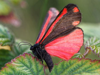 Close-up of butterfly perching on leaf