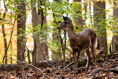 Lion standing in forest