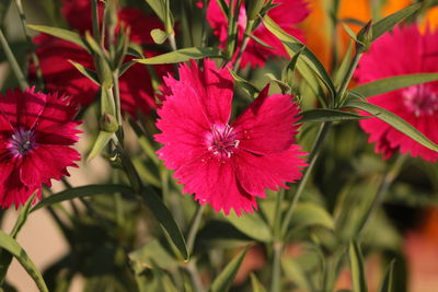 Close-up of red flowers blooming outdoors