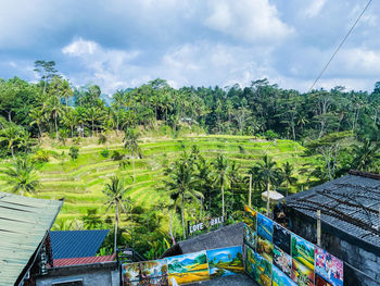 Plants growing on land against sky