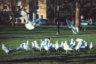 Bird flying over grass