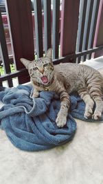 Portrait of cat yawning