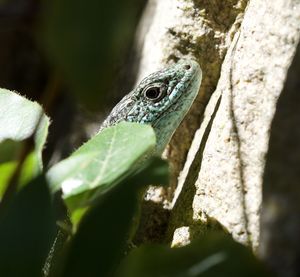 Close-up of lizard on tree