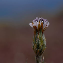 Close-up of purple flowering plant