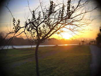 Bare tree on field against sky during sunset