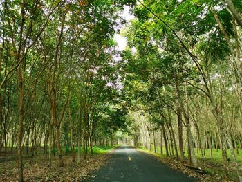 Road amidst trees in forest