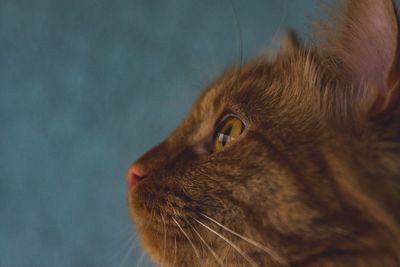 Close-up of ginger cat