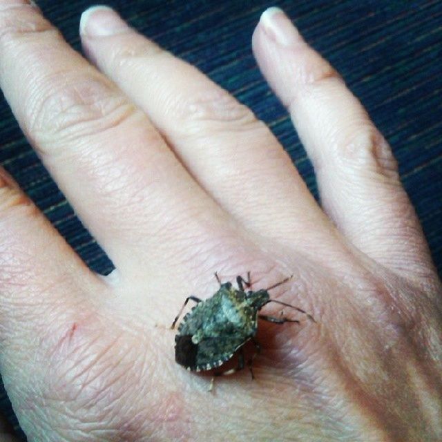 person, part of, human finger, holding, close-up, cropped, unrecognizable person, animal themes, wildlife, palm, animals in the wild, one animal, high angle view, showing, insect, personal perspective, detail