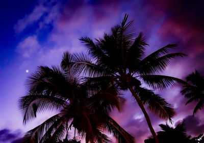 Low angle view of silhouette palm trees against sky