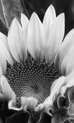 Close-up of flowers blooming