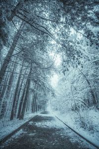 Road amidst trees in forest during winter