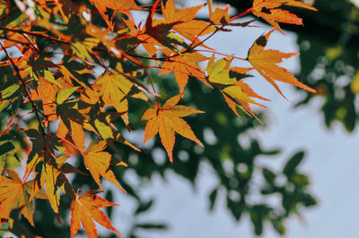 Low angle view of maple leaves on tree