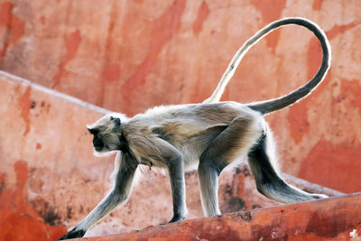 Langur walking on old retaining wall