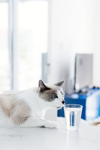 White-gray cat drinking water from the glass. the cat feel thirsty. domestic cat at the kitchen