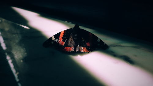 Close up of butterfly