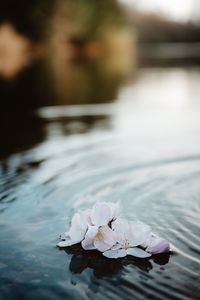 Close-up of white rose on lake