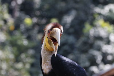 Close-up of bird