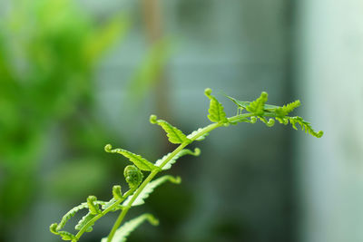 Close-up of fresh green plant