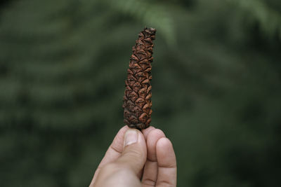 Cropped hand holding pine cone