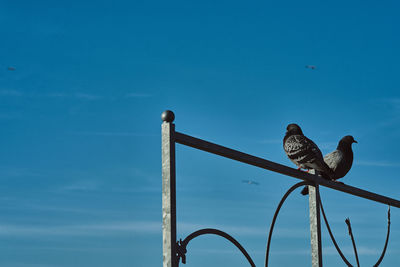 Low angle view of bird perching on railing against blue sky