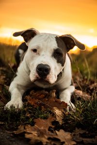 Close-up portrait of dog on field