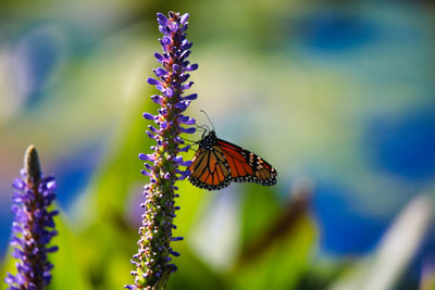 Close-up of butterfly pollinating on purple flower