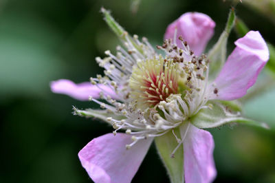 Close-up of passion flower blooming outdoors