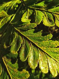 Close-up of green leaves