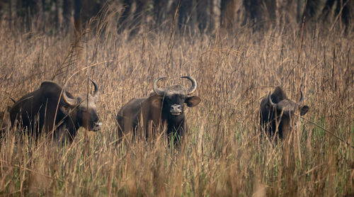 Rhinoceros standing on field