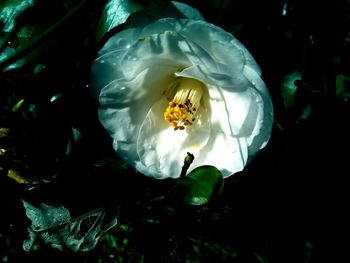 Close-up of bee on white flower