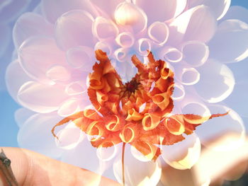 Close-up of pink flower blooming outdoors