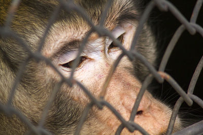 Close-up of an animal seen through chainlink fence