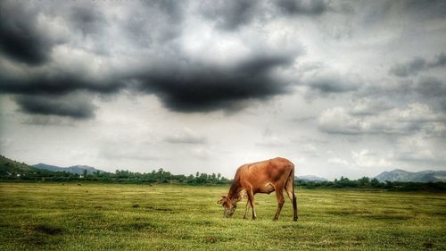 Horse grazing on field against sky