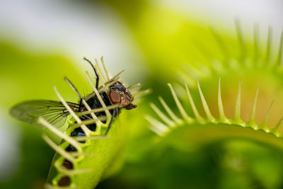 Close-up of insect on leaf