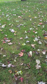 High angle view of fallen leaves on field