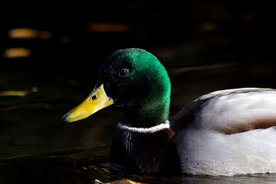 Close-up of a duck swimming.